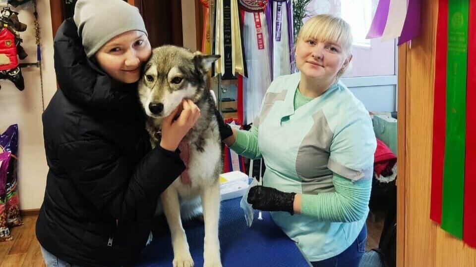     Чипирование собак — обязательная процедура, которая помогает хозяевам найти питомцев в случае потери, а ловцам животных — не забрать в приют чьего-то четвероногого друга. Во Владивостоке вживить чип можно будет уже 14 мая.