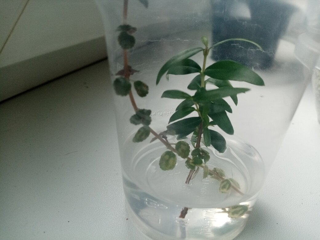 Тут мои небольшие укореняшки - ветка мирта и пилея депресса. Уже с небольшими корешками. Фото автора