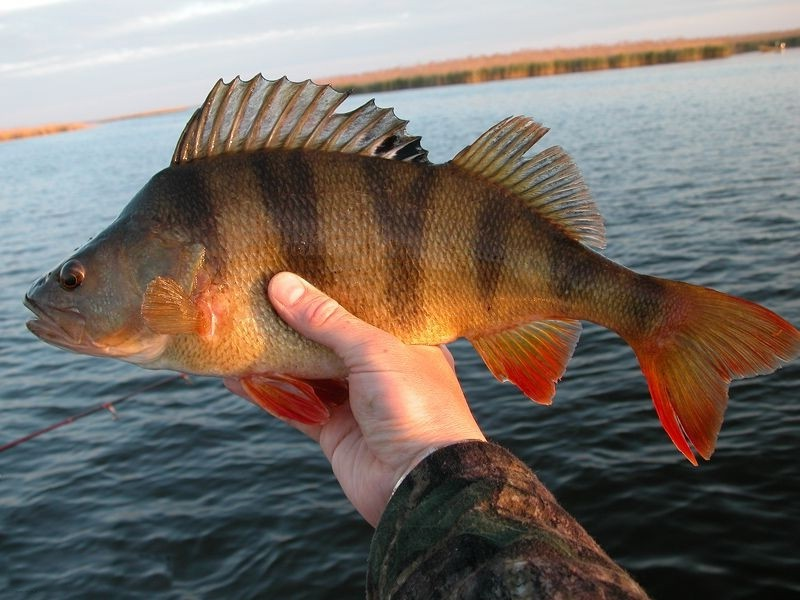 Fish came. Горбач рыба окунь. Окунь Горбач Речной. Красноперый окунь. Окунь Озерный горбатый.