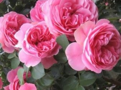 Роза Лавиния (Lawinia)