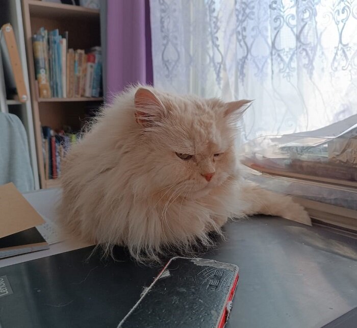 Недовольный лежит))