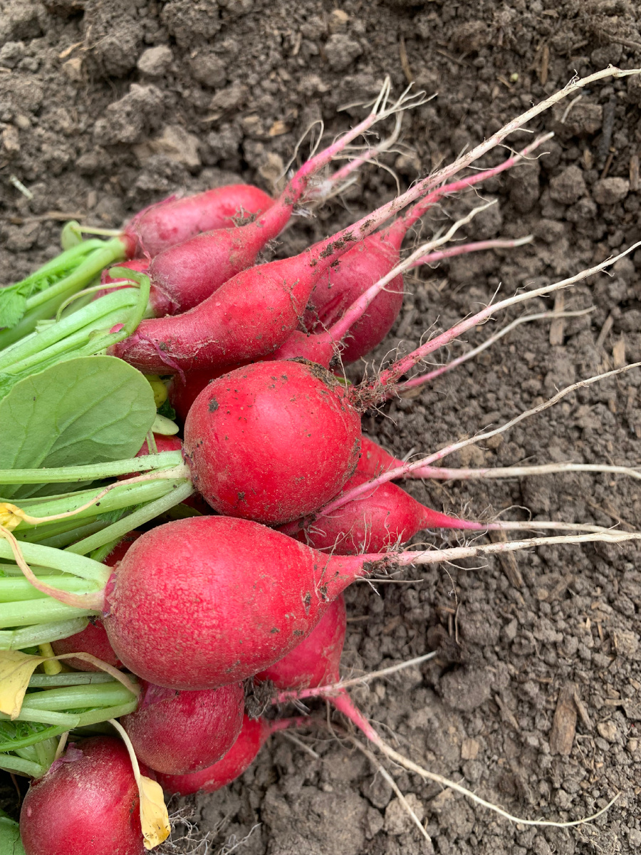 Первый сбор редиса в теплице