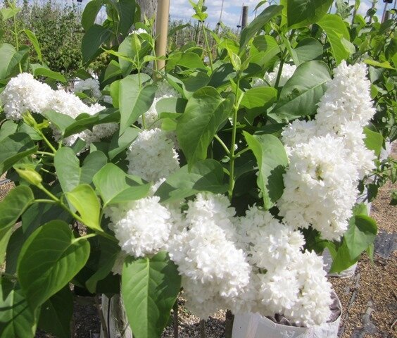 Фото Barcham Trees plc