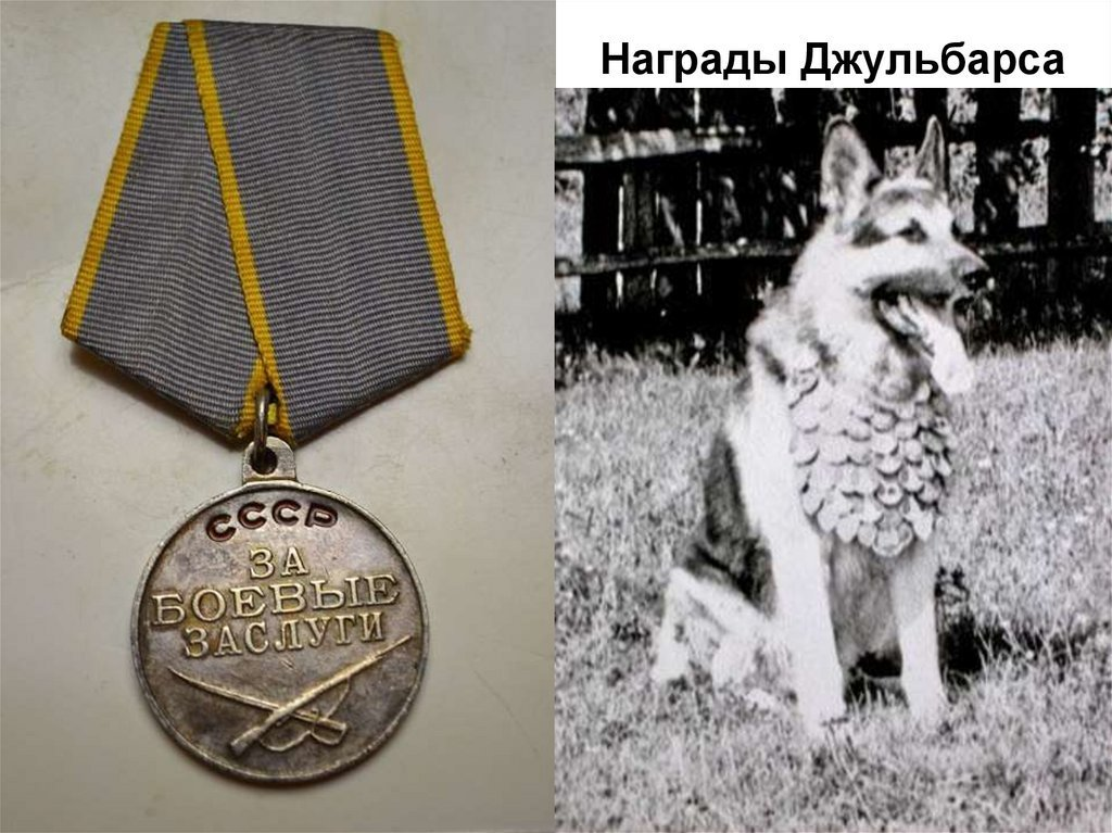 Собаки герои вов картинки