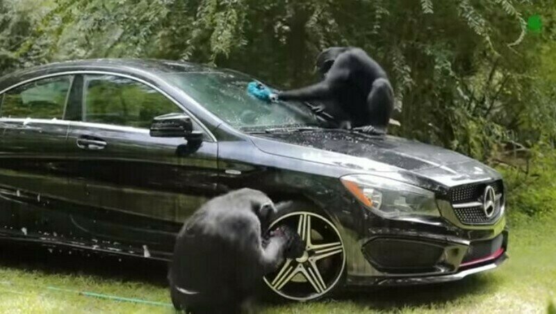    Видео: как обезьяны копируют людей