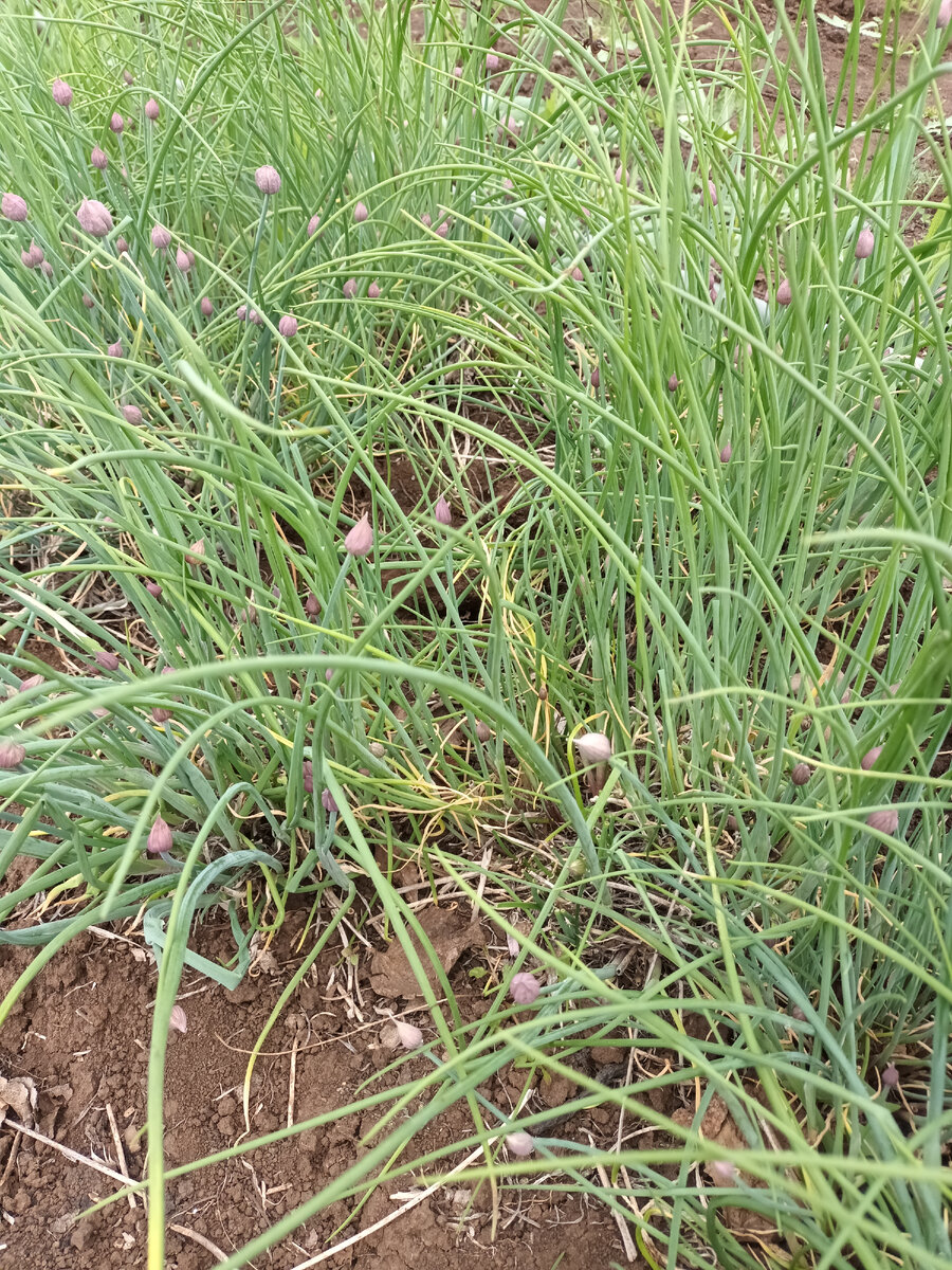 Шнитт уже собирается цвести