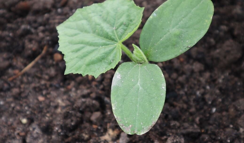 Molti giardinieri piantano immediatamente i cetrioli in piena terra quando fa abbastanza caldo. Quindi c'è meno confusione con le piantine e le piante non subiscono stress durante il trapianto.-3