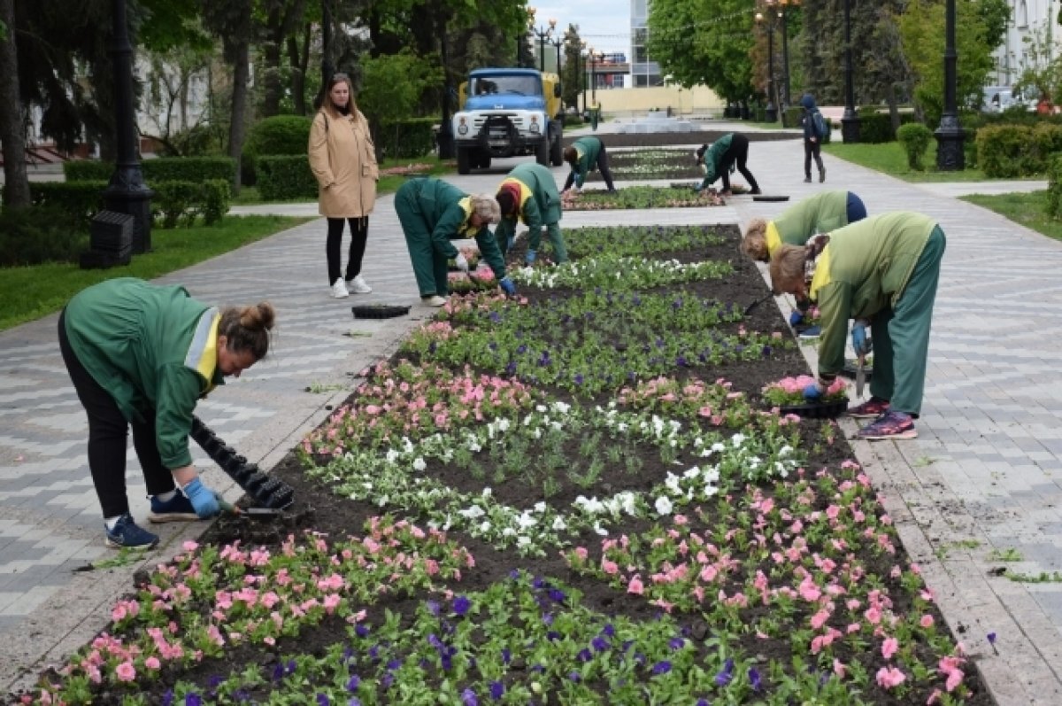    В Тамбове приступили к посадке однолетних растений