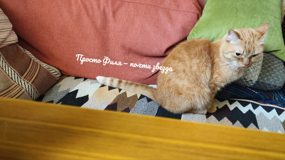 Наш любимый кот Филя, но он ещё не догадывается, что мы его любим