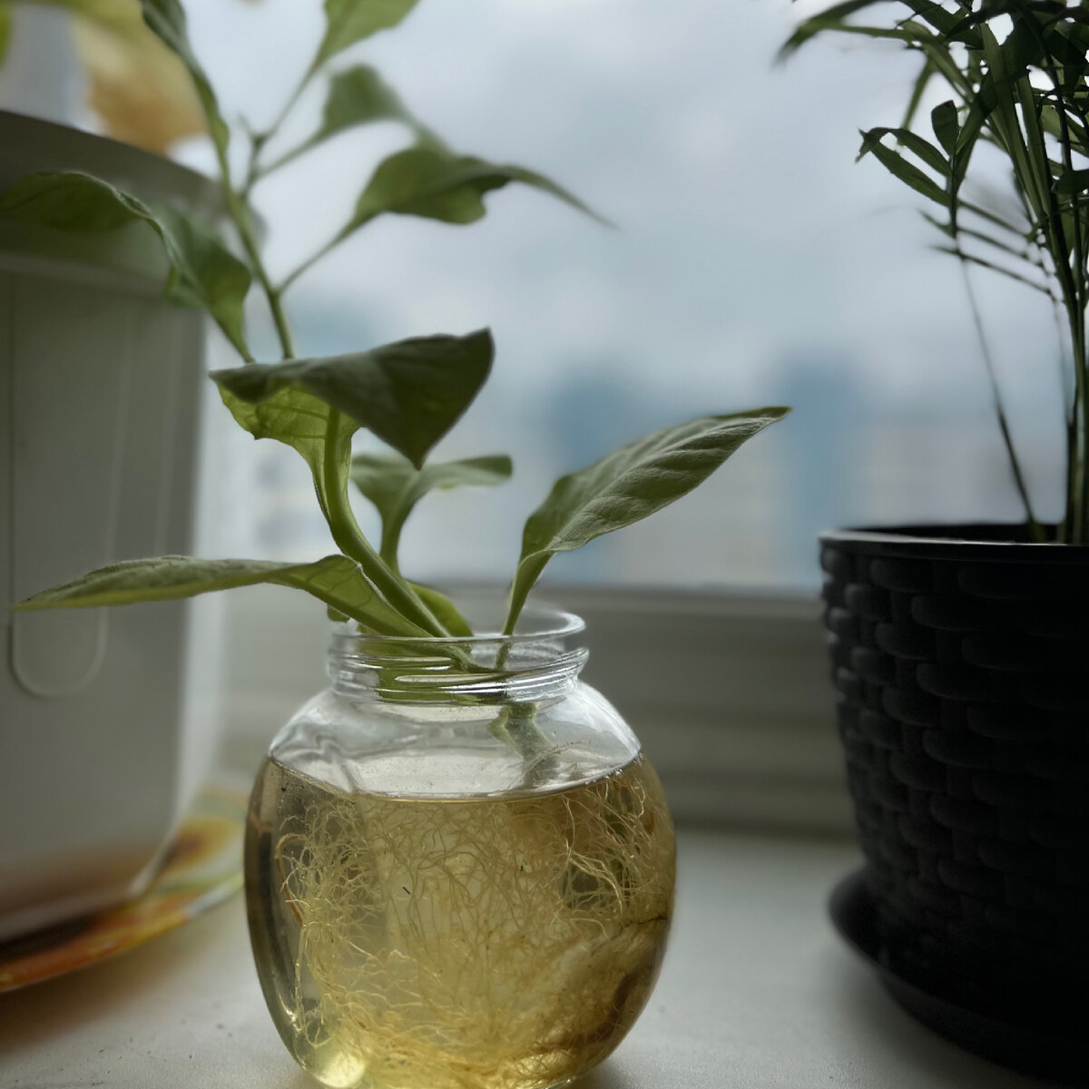 этот табак живет в воде, все время