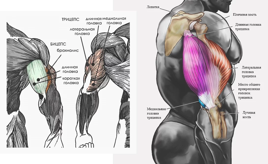 Мышцы руки анатомия бицепс трицепс. Трицепс мышца плеча. 3 Головки трицепса. Длинная головка трицепса анатомия.
