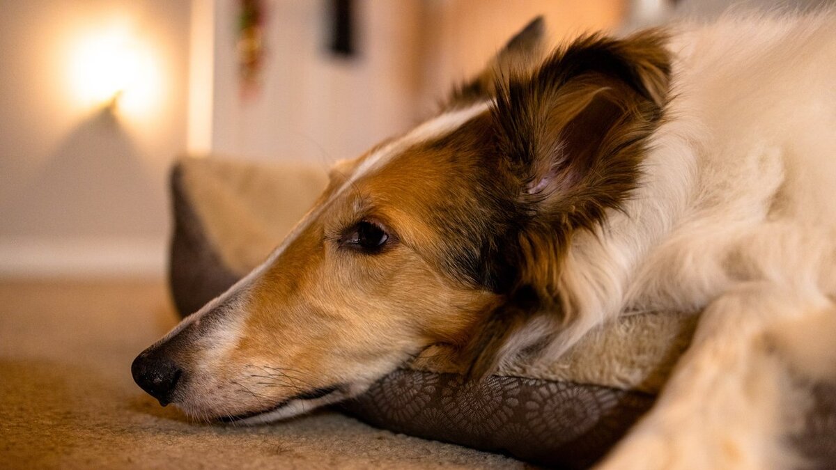 Почему собаки воют, когда рядом кто-то умирает? | Питомцы Mail.ru | Дзен