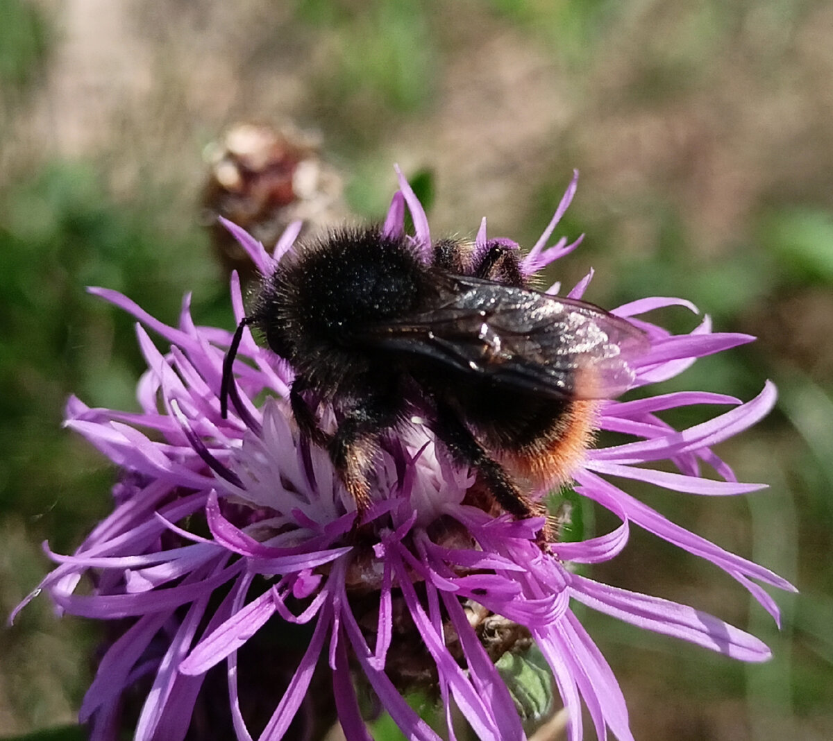 Bombus Sylvarum