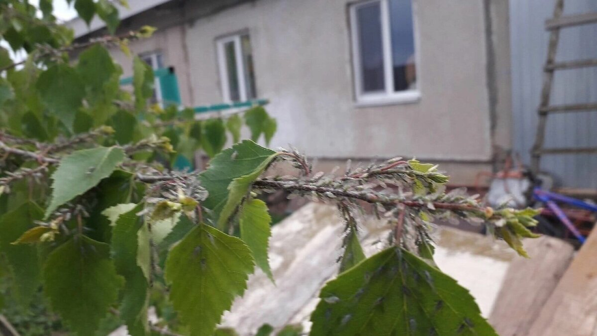     Жители юга Удмуртии напуганы массовым нашествием комаров-звонцов. Тучи насекомых накрывают населенные пункты и не дают людям выйти из домов. Больше всего тревожных сообщений поступает из Сарапульского района.