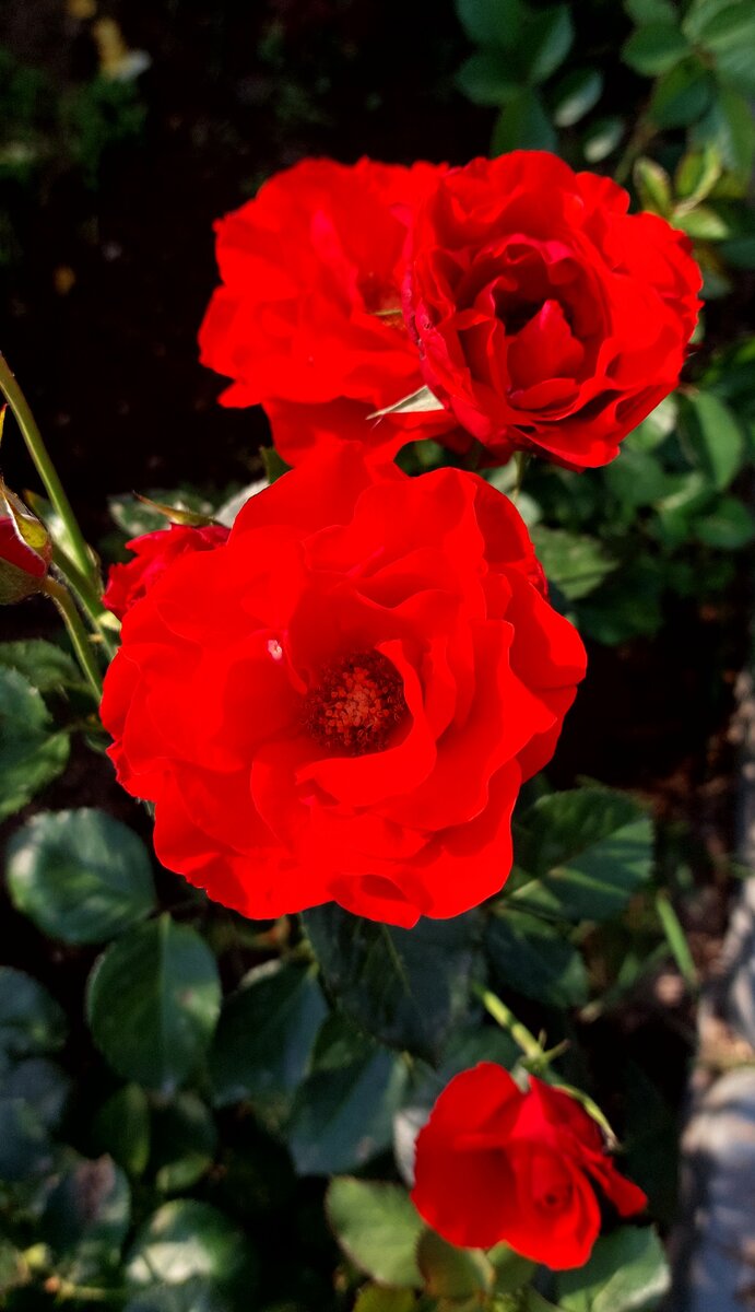 Корус. Флорибунда