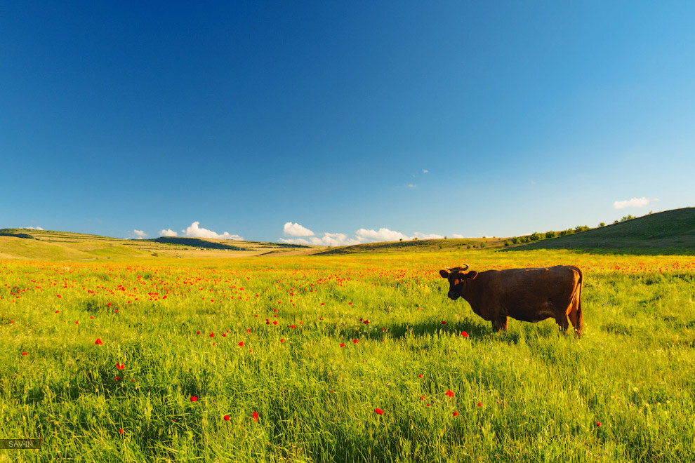 Луга, на которых пасутся коровы, овцы, кони.... 