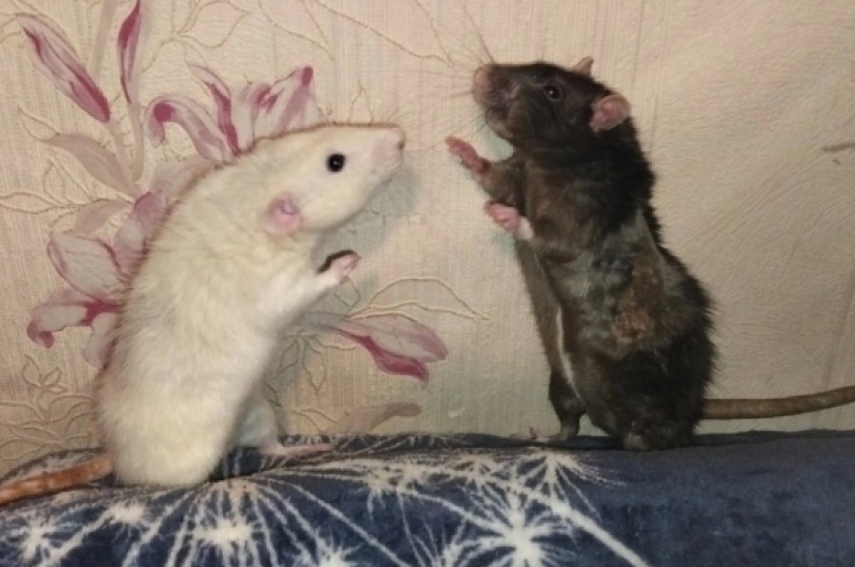    За год приют разросся до 140 питомцев.