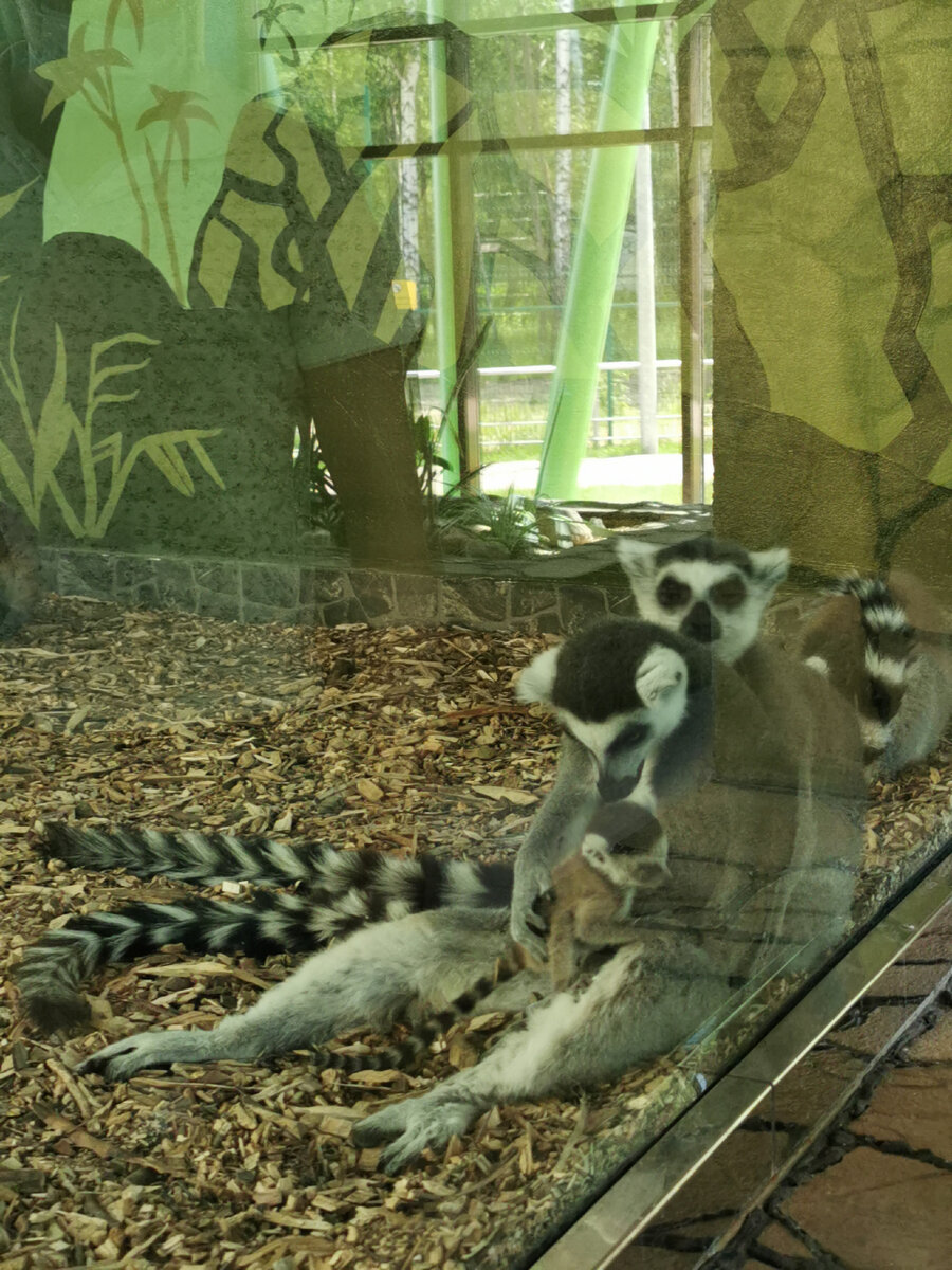   Семейка лемуров в Белгородской зоопарке)) 