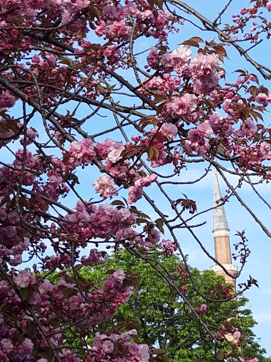 Цветущий миндаль в Стамбуле. Фото автора