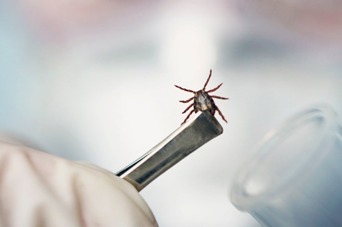    Чума клещей. В России обнаружили новые виды опасных членистоногих