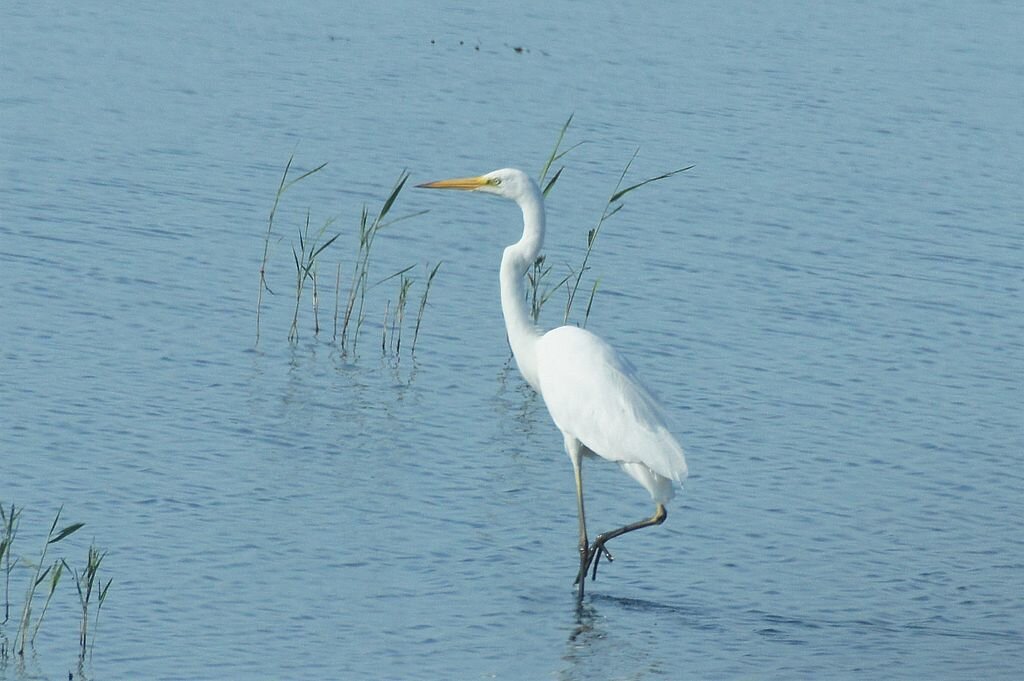 большая белая цапля (лат. цапля стоит на одной ноге. цапля спит. серая цапля на одной ноге. аист на одной ноге.