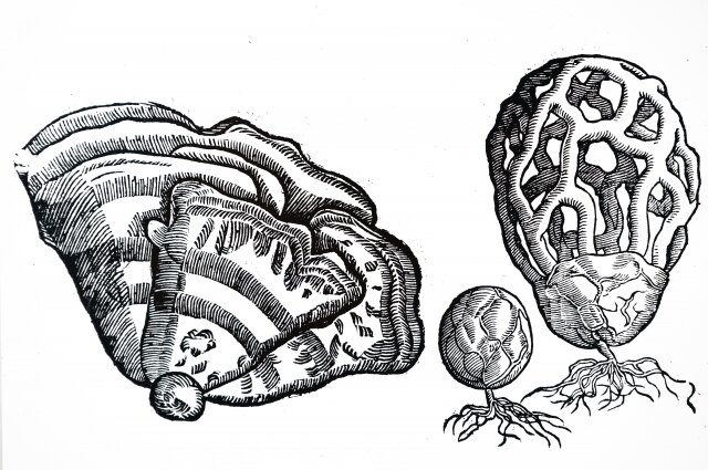    Решеточник красный. Фото:  www.globallookpress.com