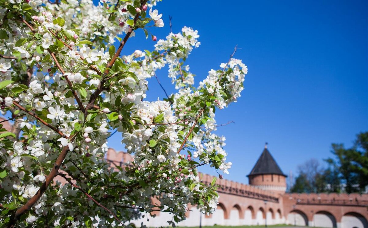 Мая без края. Природа в мае Тула. Тула в апреле. Тула набережная у Кремля сорта яблонь. Кремль яблоко.