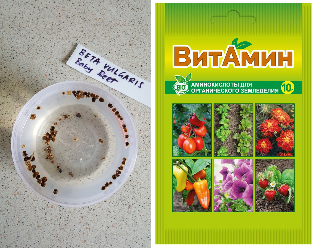    Замачиваем семена свеклы в растворе препарата «ВитАмин»