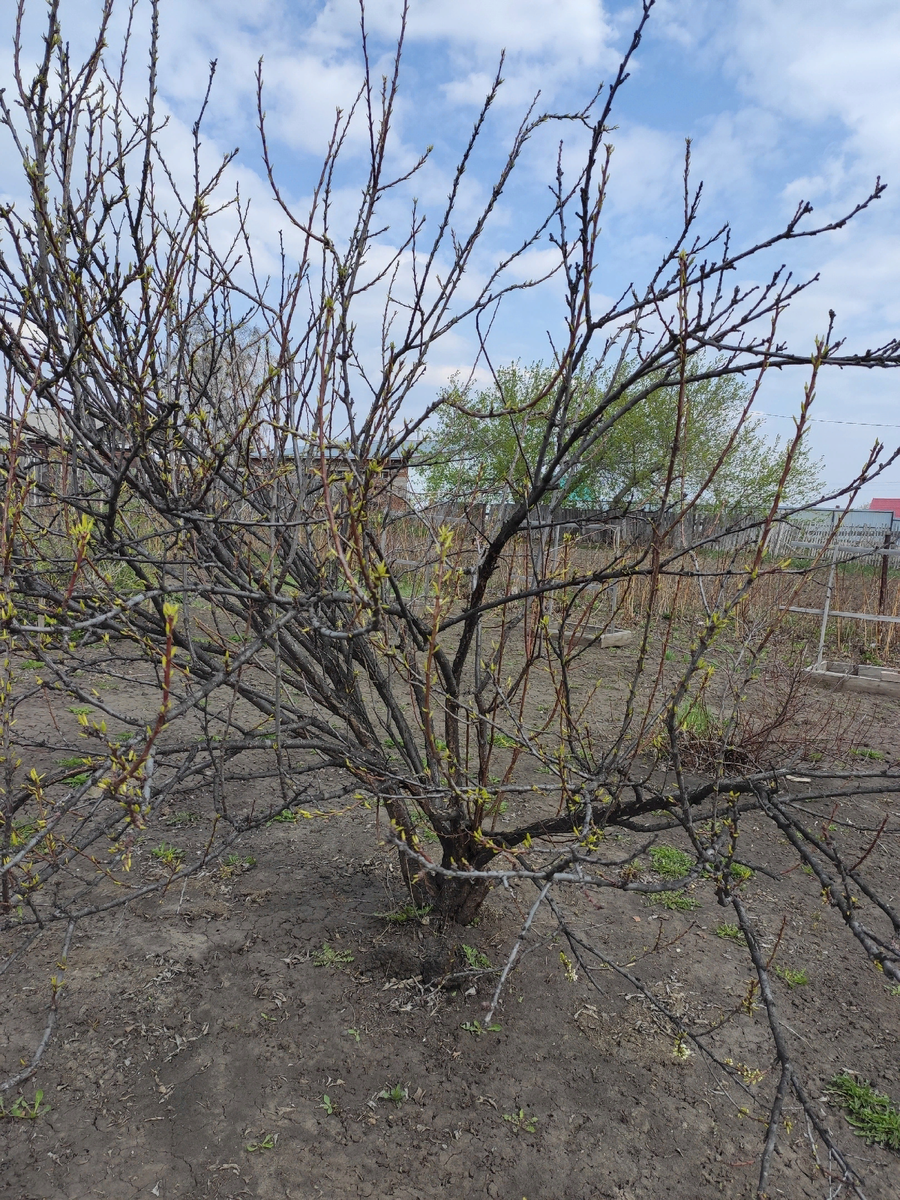 Это слива, кое как отходит