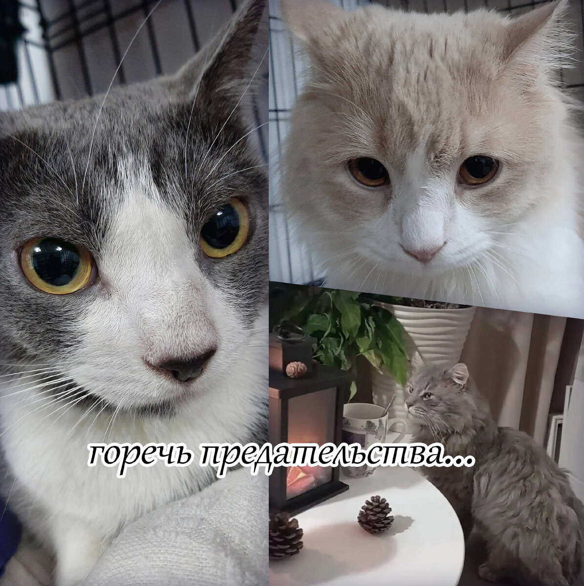 Персик, Пират и Лева