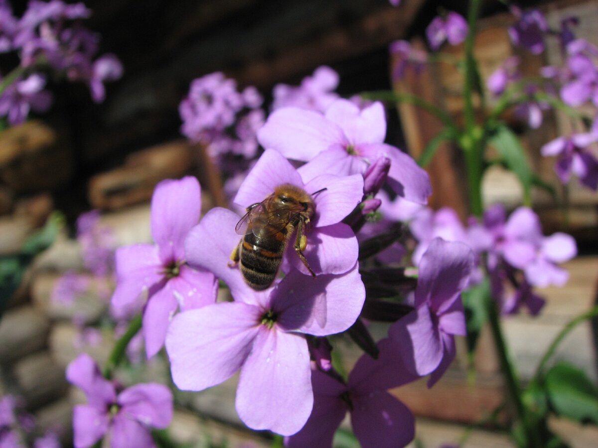 Метизированная пчела, видна желтизна на брюшке.