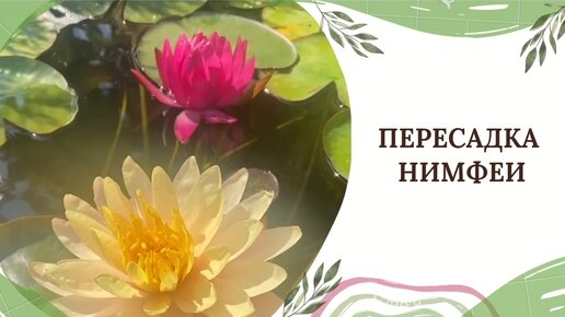 ПЕРЕСАДКА НИМФЕИ 🌺