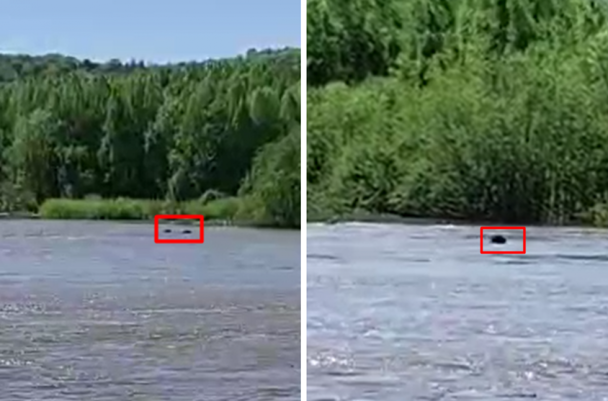    В Хабкрае сняли на видео медведицу с медвежатами, переплывавшую реку Хор