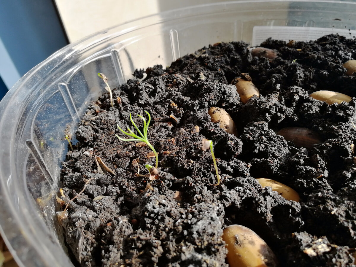 Дубы и листвиница. 