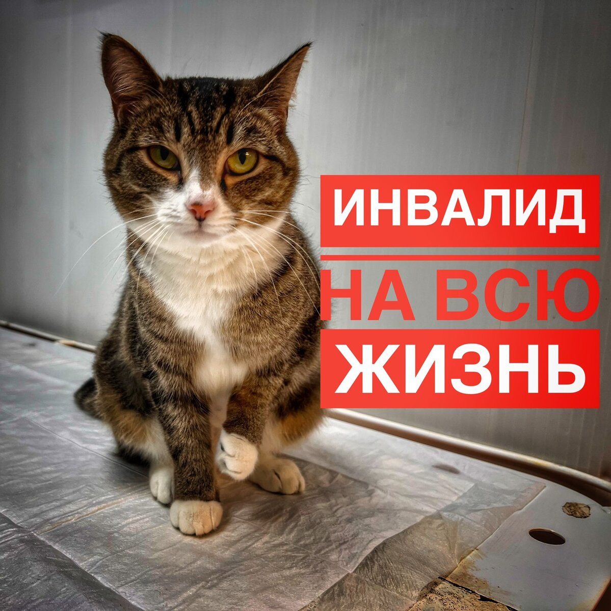 Афродита может остаться инвалидом навсегда 