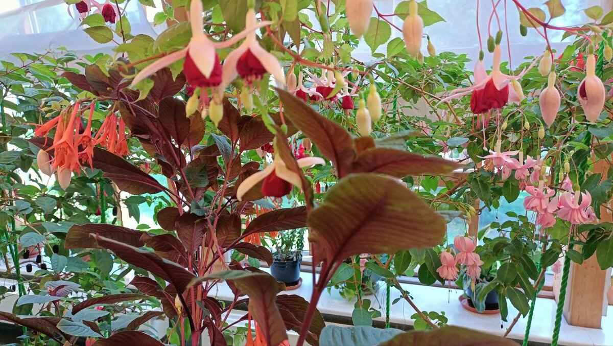 экзотические растения оранжереи