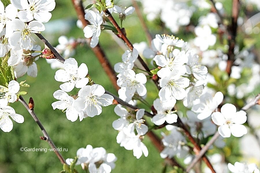 Вишня цветёт, но без урожая: 7 причин и эффективные советы по их устранению