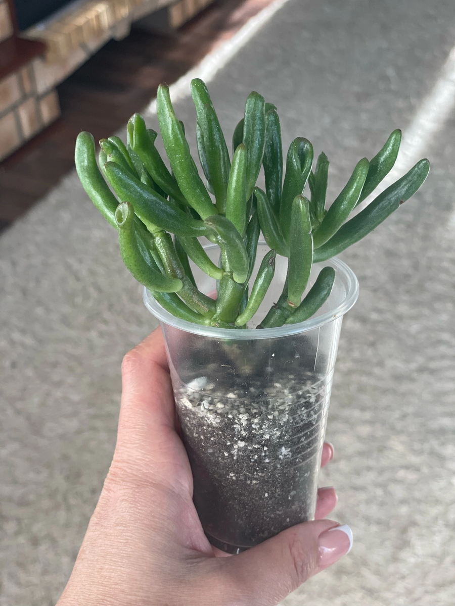 Crassula coral ( skinny fingers) купленный черенок ~2 лет назад 