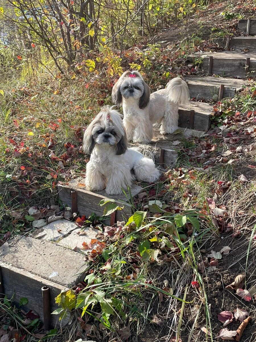 Правда красотки? Фотография предоставлена мамой девочек 