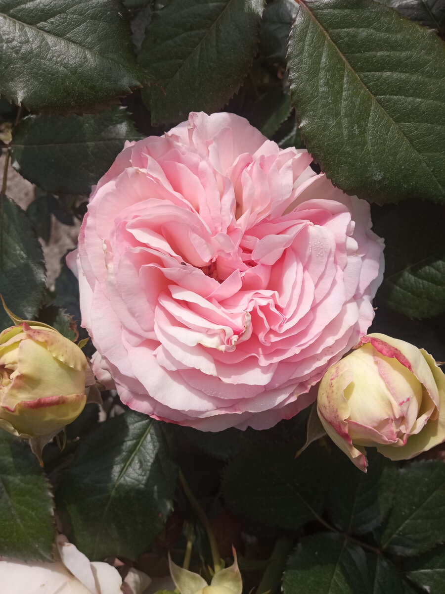 Эден Роуз. Фото автора.