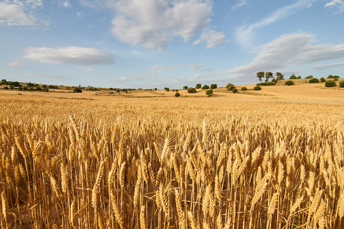   Фото: iStock/apgestoso