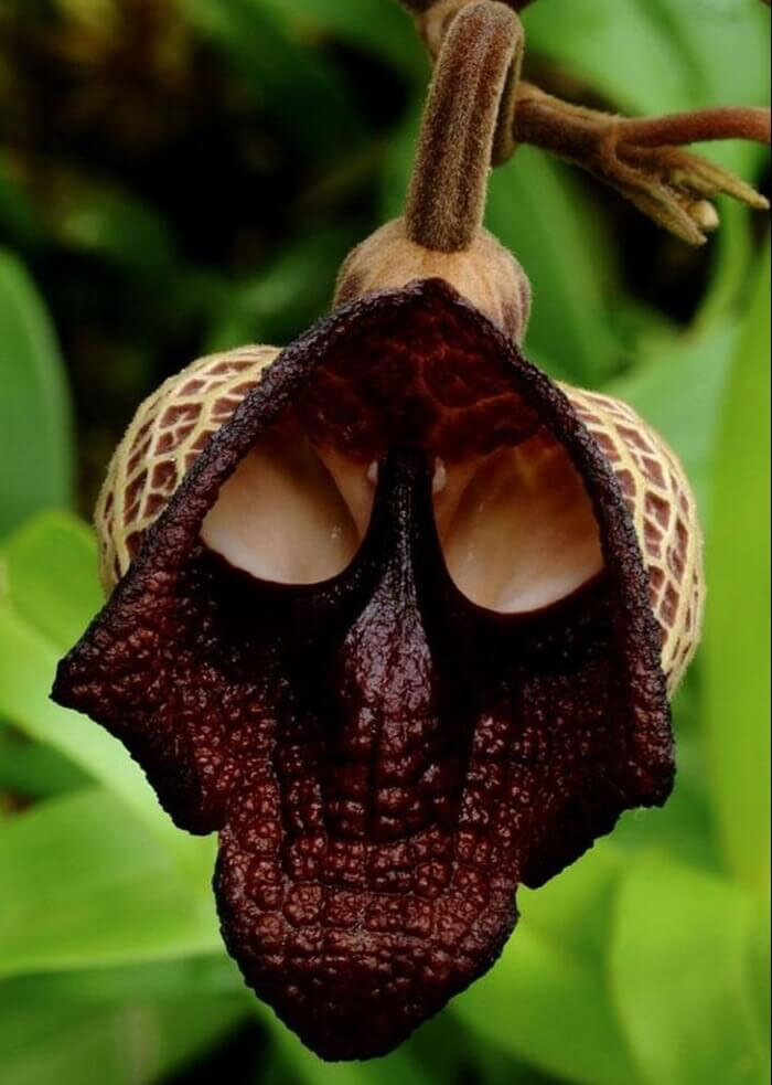 Цветок Дарта Вейдера, он же кирказон сальвадорский (Aristolochia Salvadorensis) 
