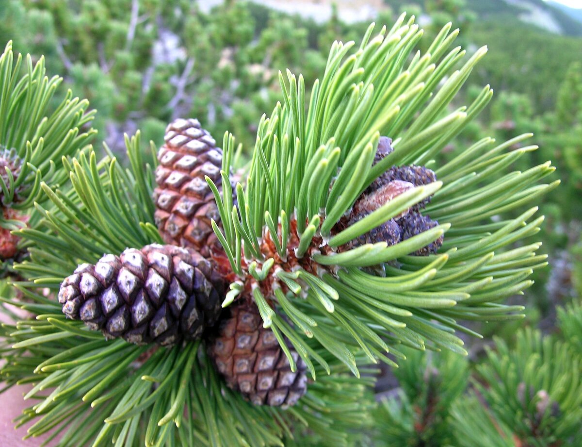 Сосна горная (Pinus mugo) | Декоративные древесные растения для Сибири |  Дзен