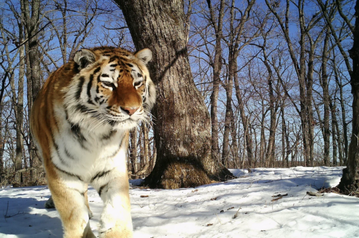    «Это лишь малая часть катастрофы»: почему тигры стали угрозой для людей