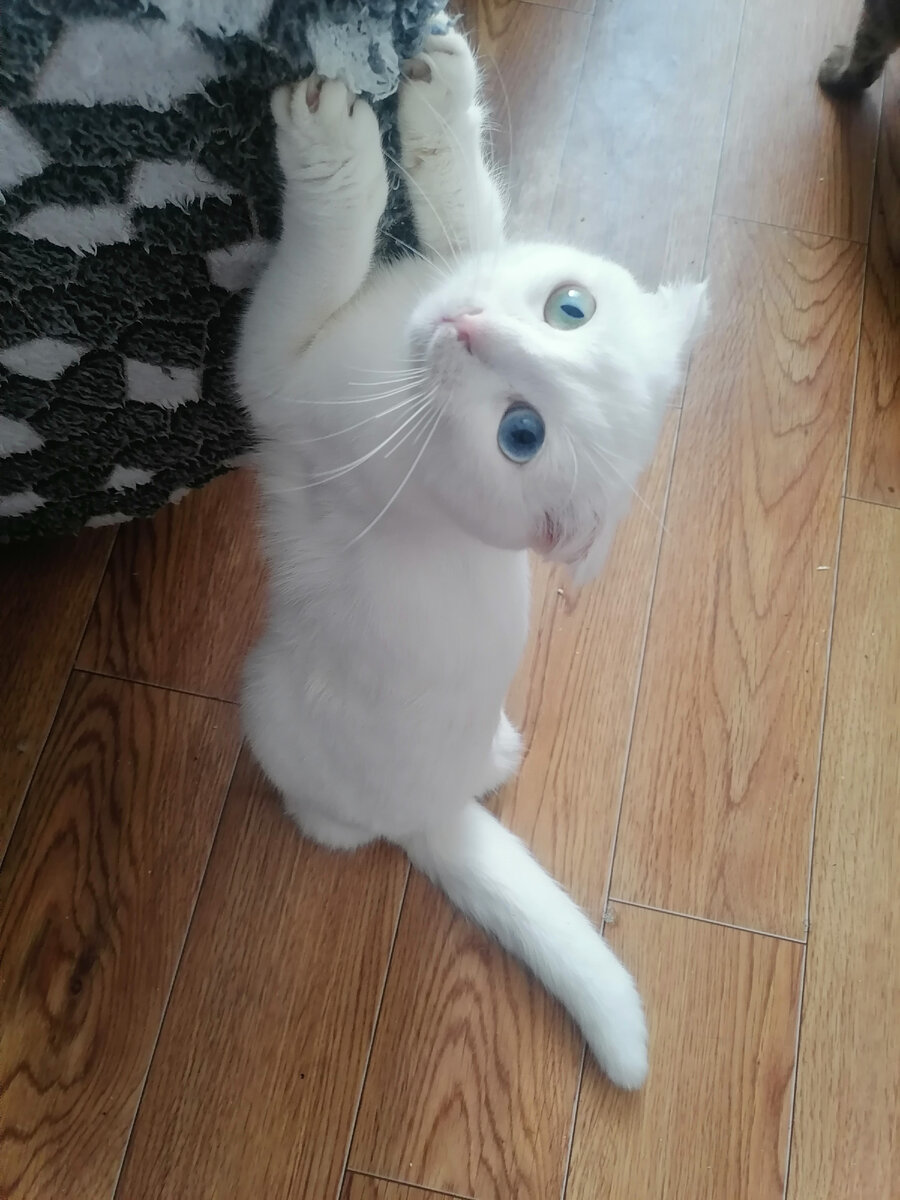 Очаровательная же кошечка, правда?