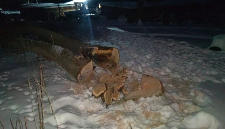    В Бузулукском бору 45-летний мужчина спилил два черешчатых дуба почти на 2 млн рублей Кристина Просвиркина