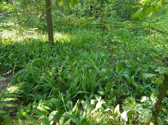     Фото: Министерство природных ресурсов Курской области