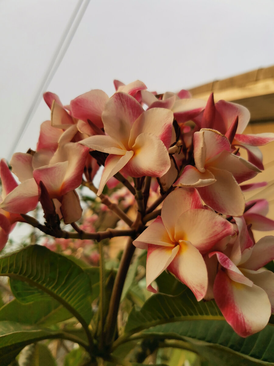 Это франжипани. Не кратом)) Фото автора