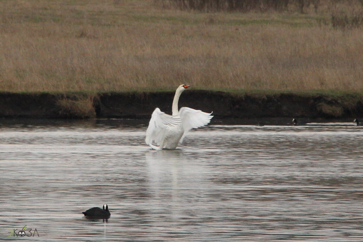 Лебедь и лысуха.