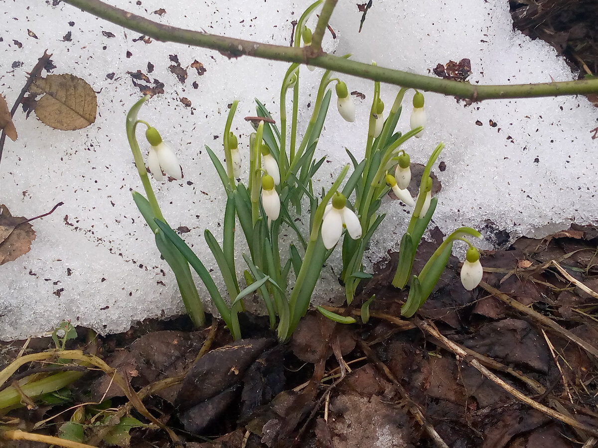 Мои подснежники 